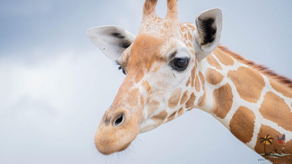 Cloes up shot of a giraffe's face