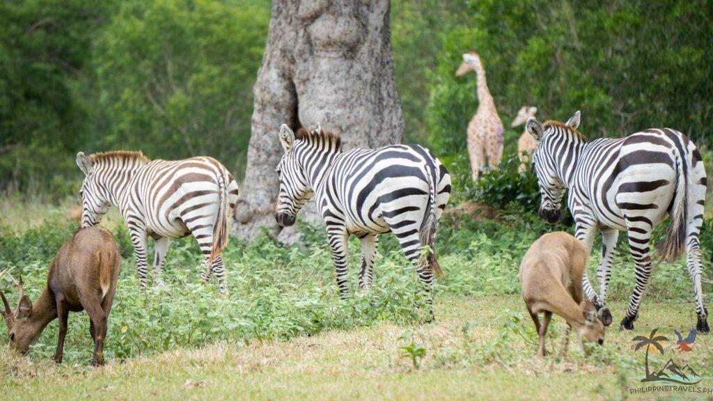 Zebras, giraffes, and calamian deer roaming around