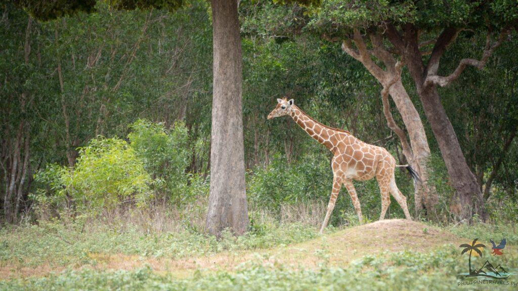 Lone giraffe walking in Calauit Safari
