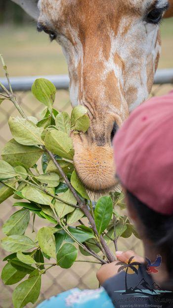 Feeding giraffes in calauit safari