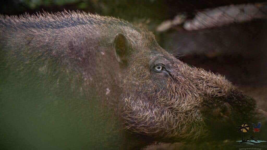 Close up shot of Calauit warty pig's eye
