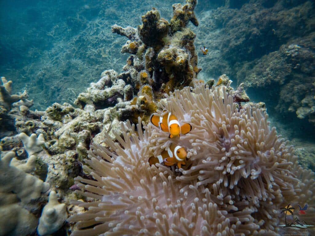 Two nemo clownfish hiding in their home
