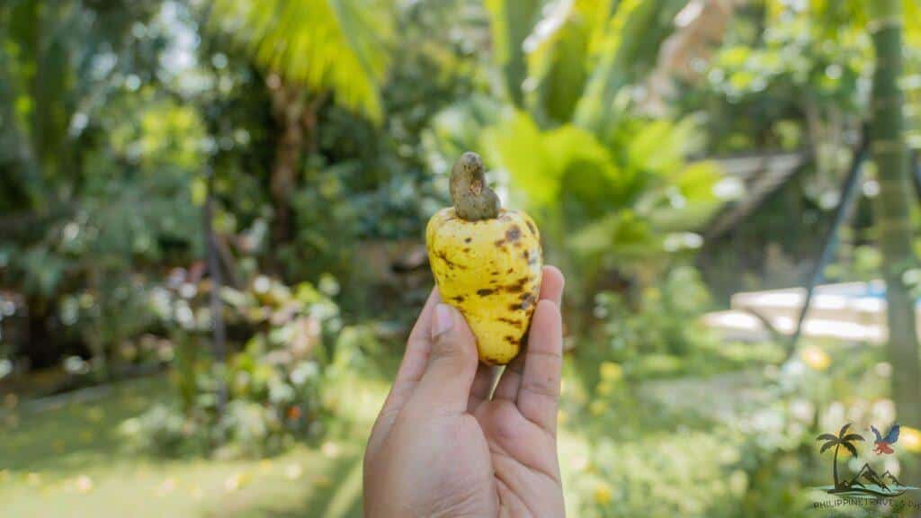 Hand holding up a cashew fruit