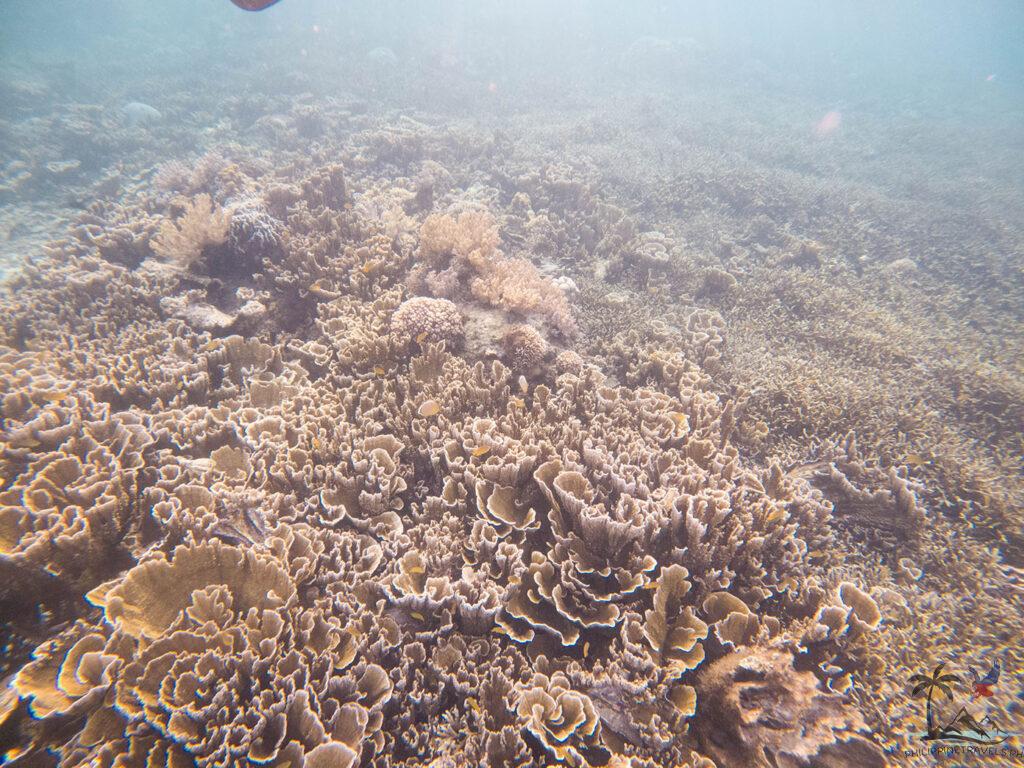 Coral reef beside sunken cemetery