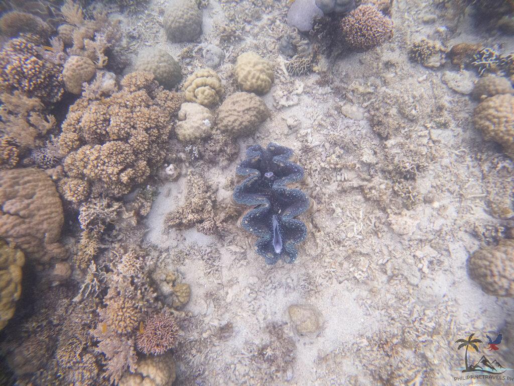 Giant clams beside the sunken cemetery monument