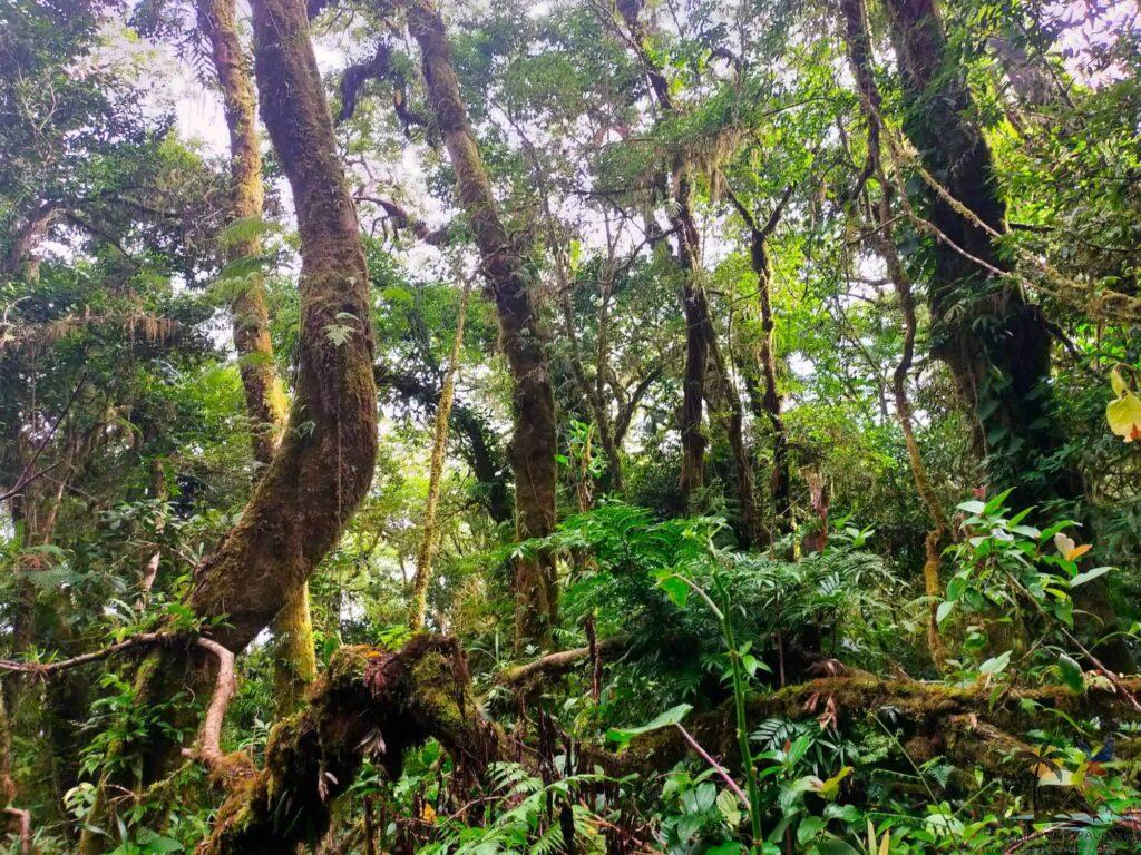 Hibok hibok mossy forest