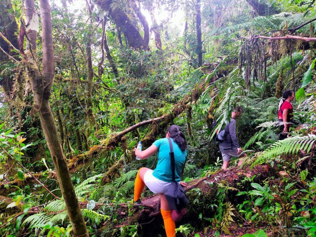 Sister trekking through the hibok hibok forest
