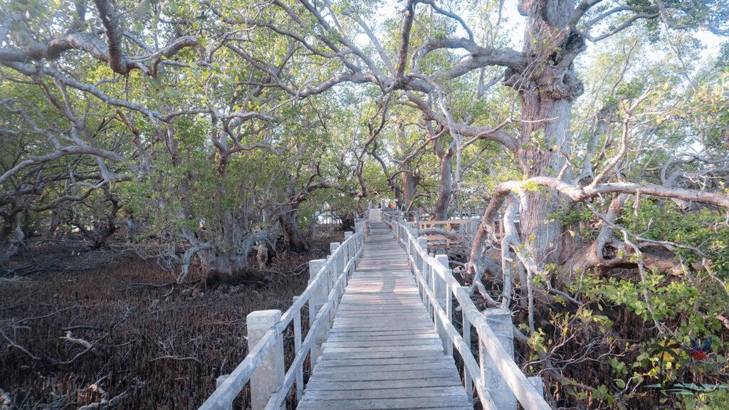 Wooden walkway through the mangrove forest