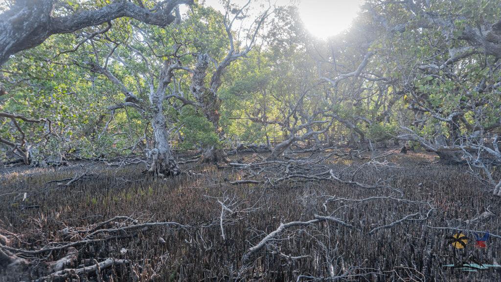 The big mangrove trees growing in Katunggan Park