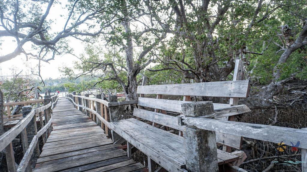 Benches along the walkway through the mangrove forest