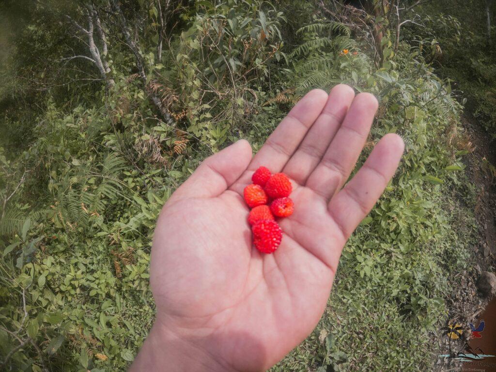 Wild berries found near mount napulak's summit
