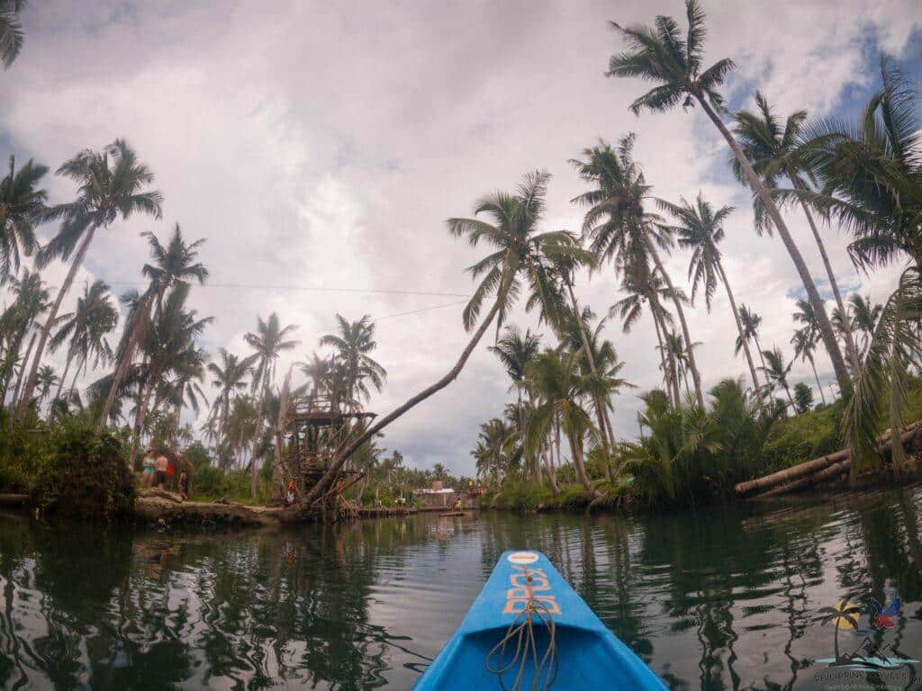 Maasin river famous bent coconut