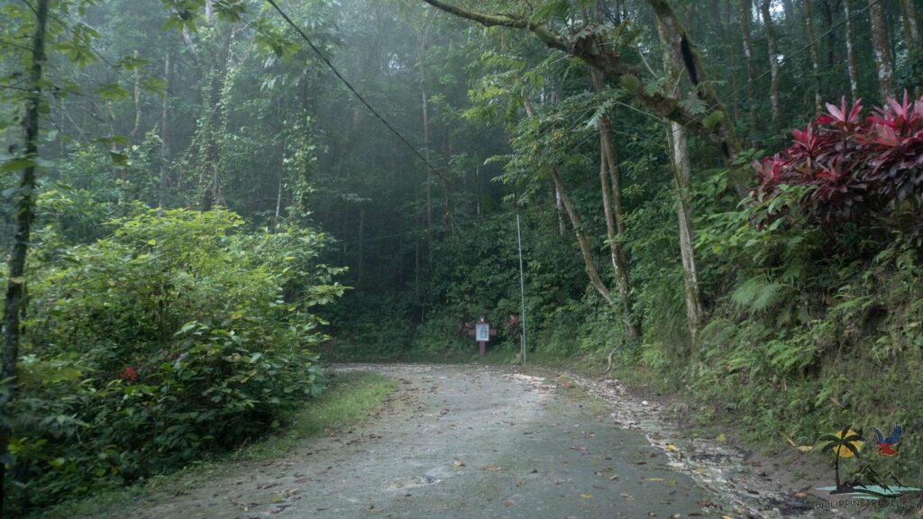 Dark foggy road in Mt Bandilaan national park
