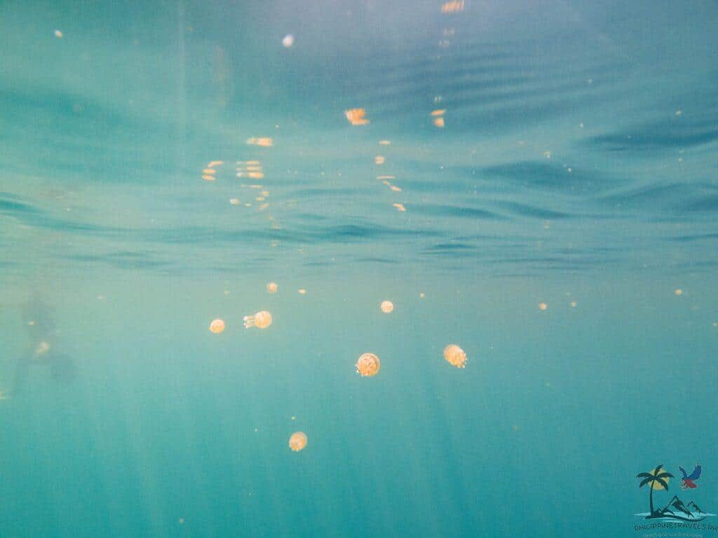 Jellyfish in Sohoton Cove