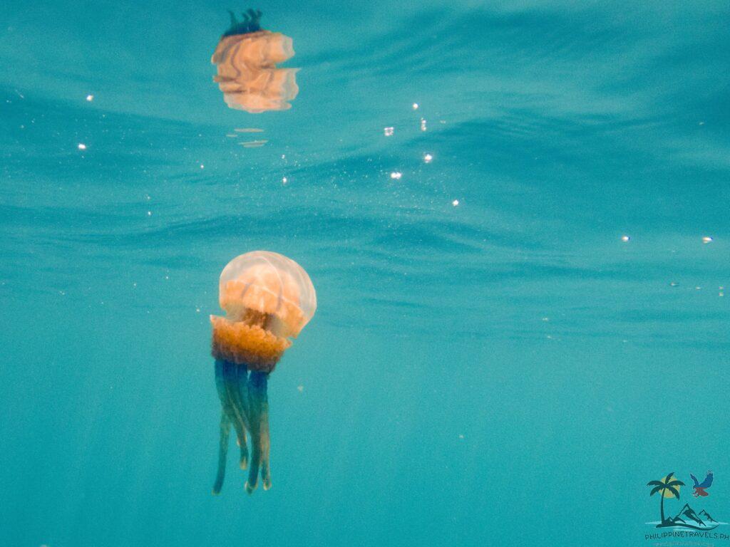 Orange stingless jellyfish in sohoton cove