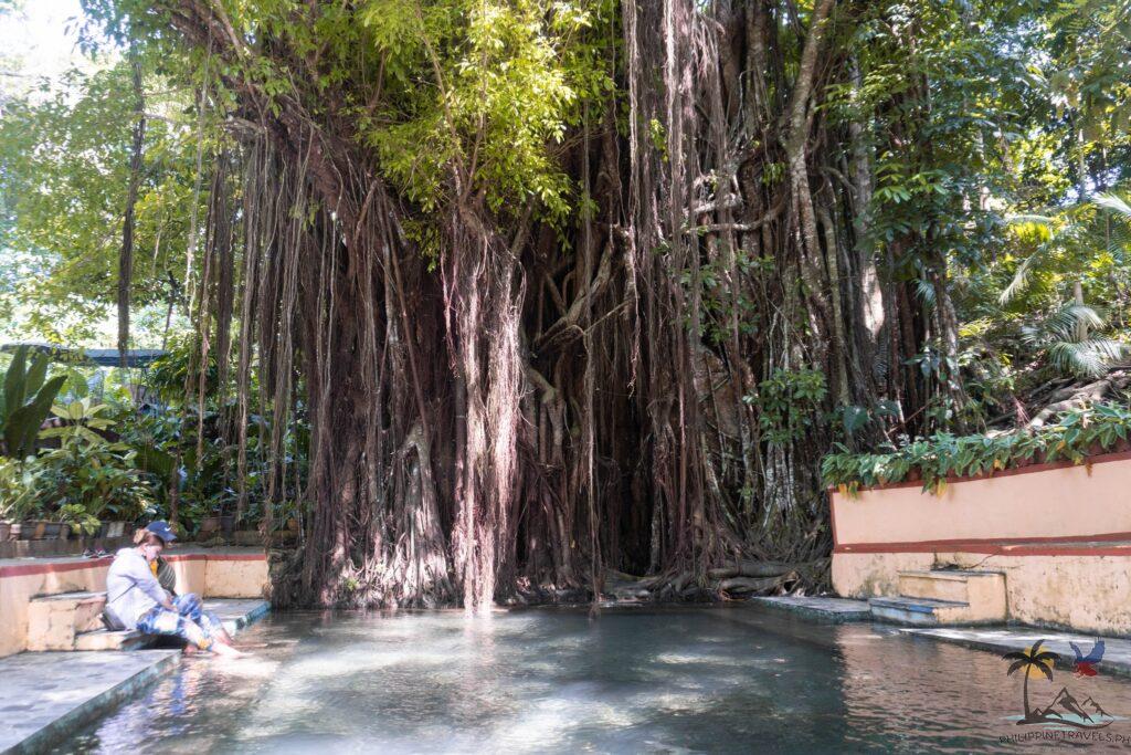 People dipping their feet in the old enchanted balete tree