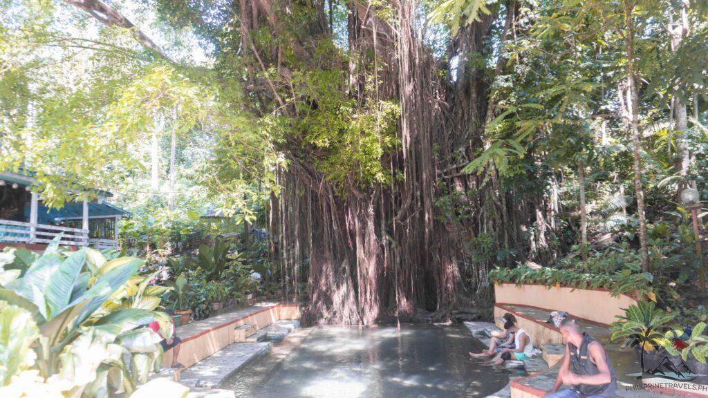 More tourists getting the fish foot spa in old balete tree