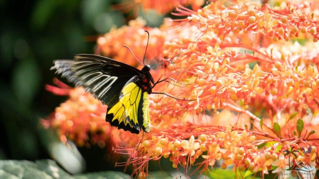 Black and yellow butterfly in orange flowers
