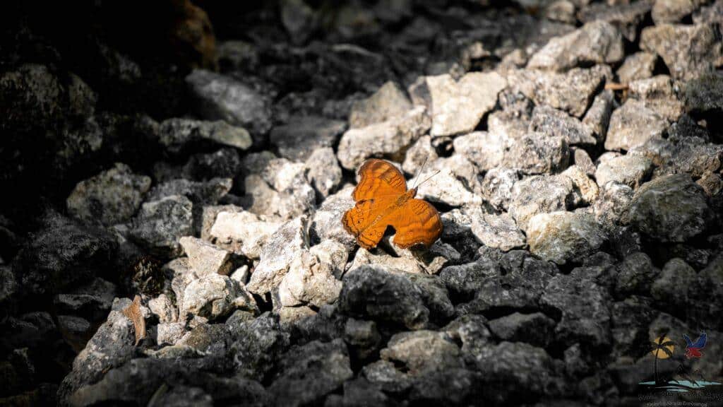 Brown butterly on stones