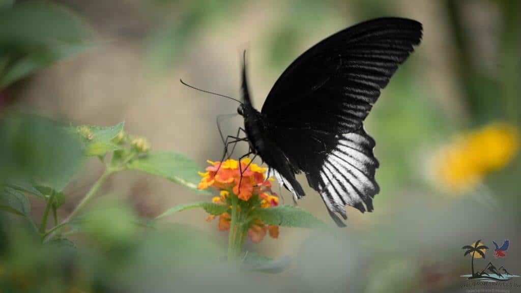 Black butterly on a flower