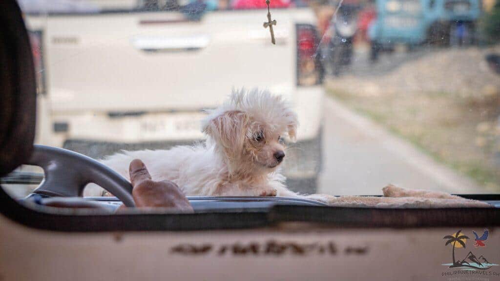 Dog in dashboard of Jeepney