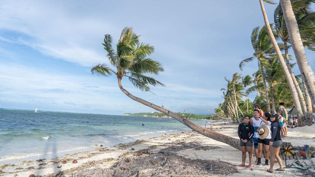 Slanting coconut tree