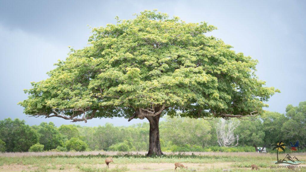 Big tree in calauit safari