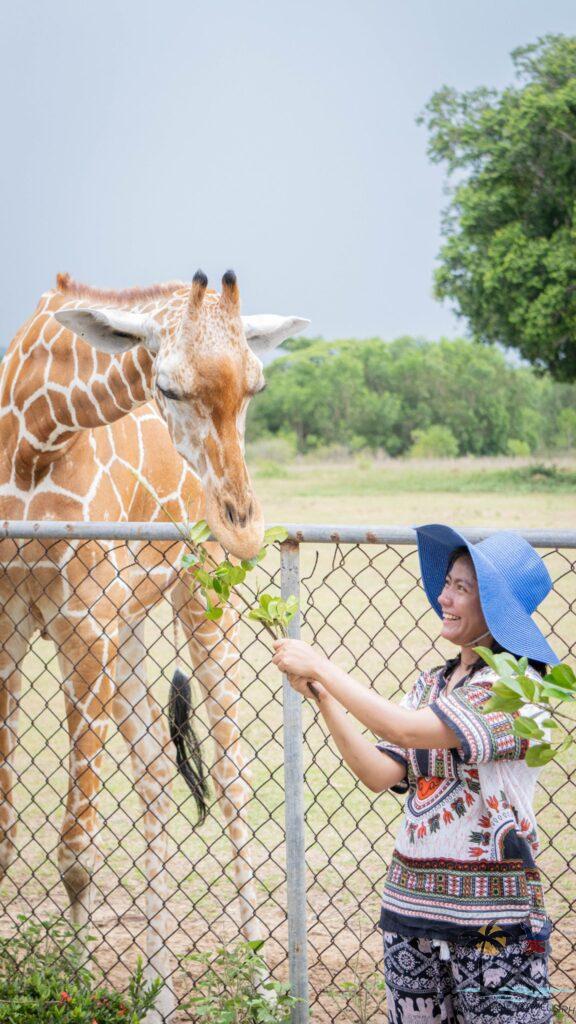 Person feeding giraffes in calauit safari