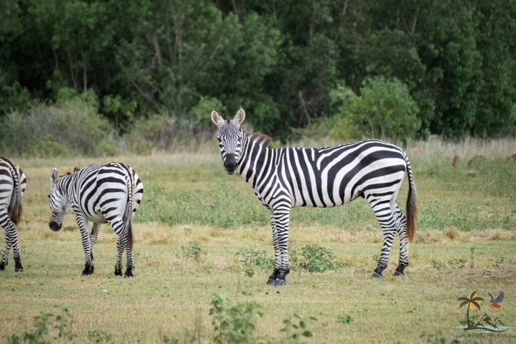 Zebras in calauit safari