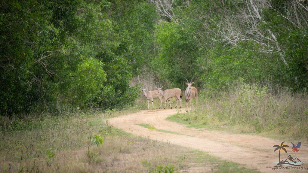 Antelopes spotted in calauit safari
