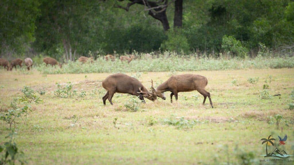Calamian deer locking horns in calauit safari