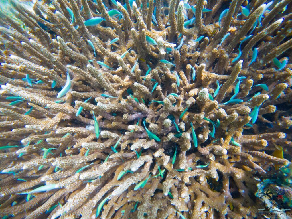 Mantigue Coral reef