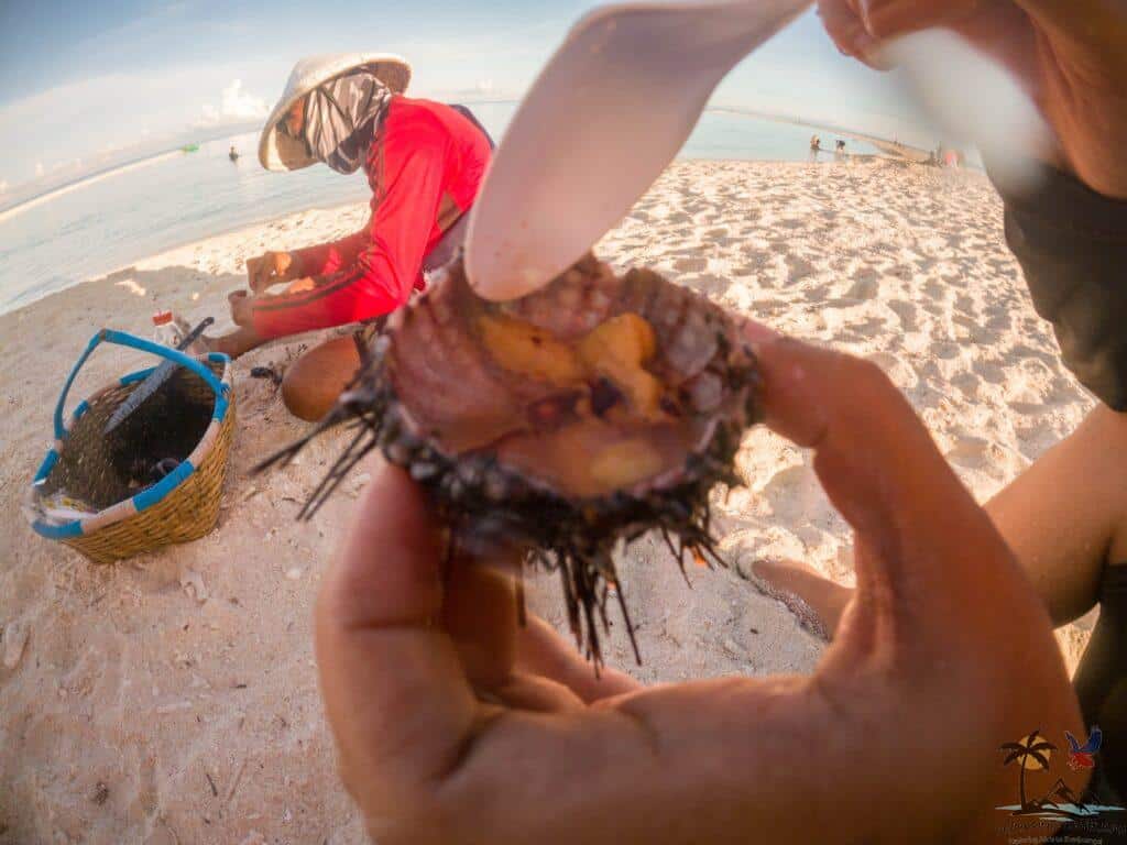 Eating sea urchin in white island
