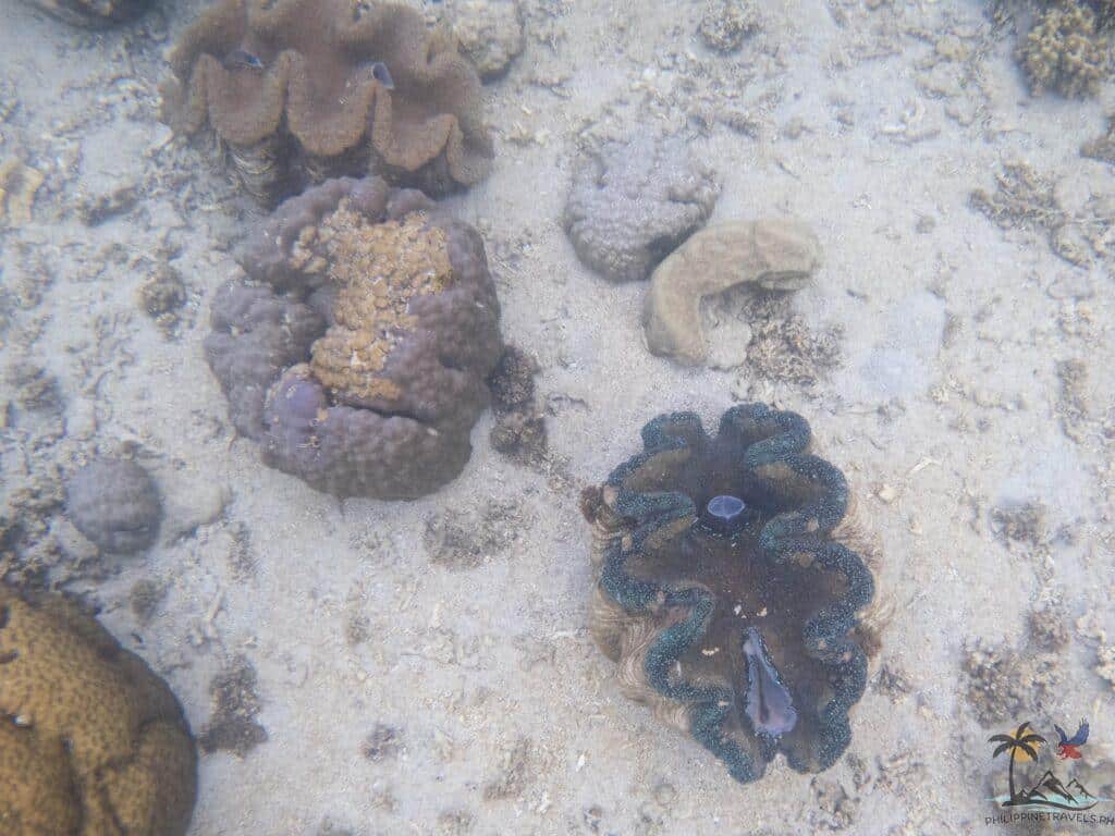 giant clams in sunken cemetery