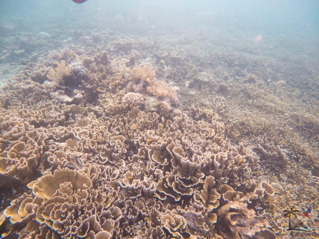 coral reef in sunken cemetery