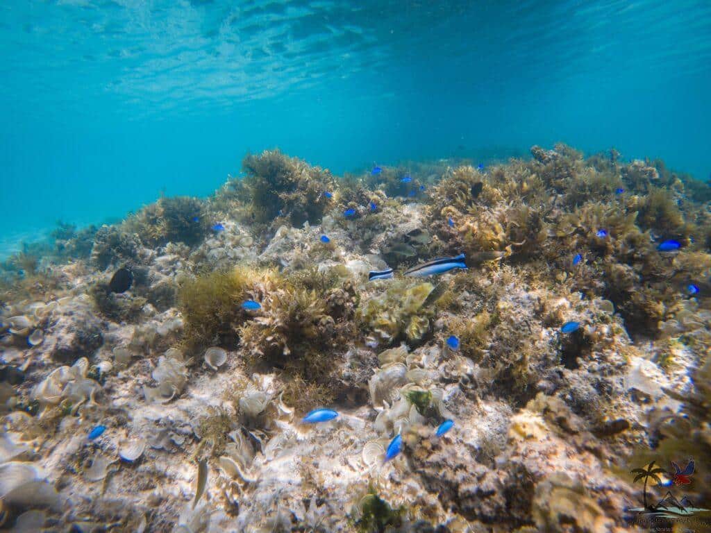Patawan Reef blue fishes