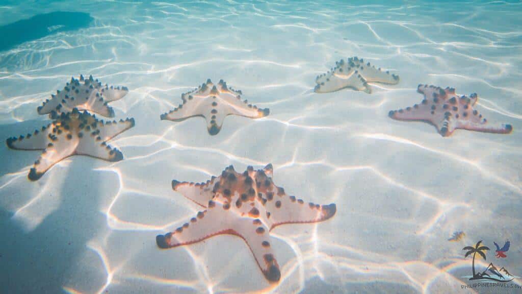 Starfishes lining up