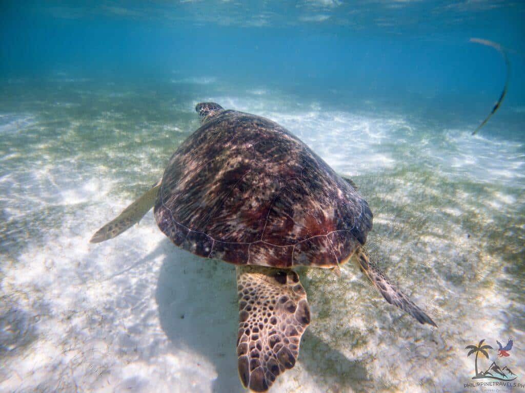 Turtle swimming in Onok Island