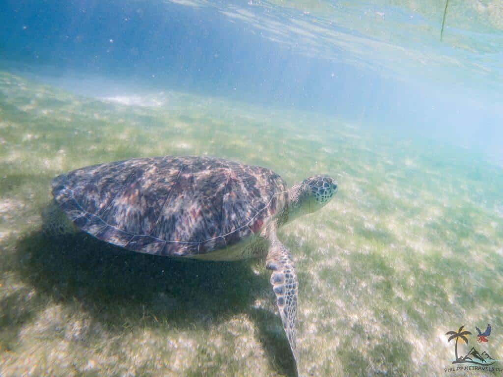 Resident turtle of Onok Island