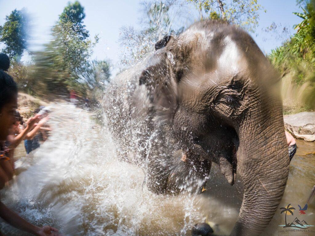 Washing the elephants in the river