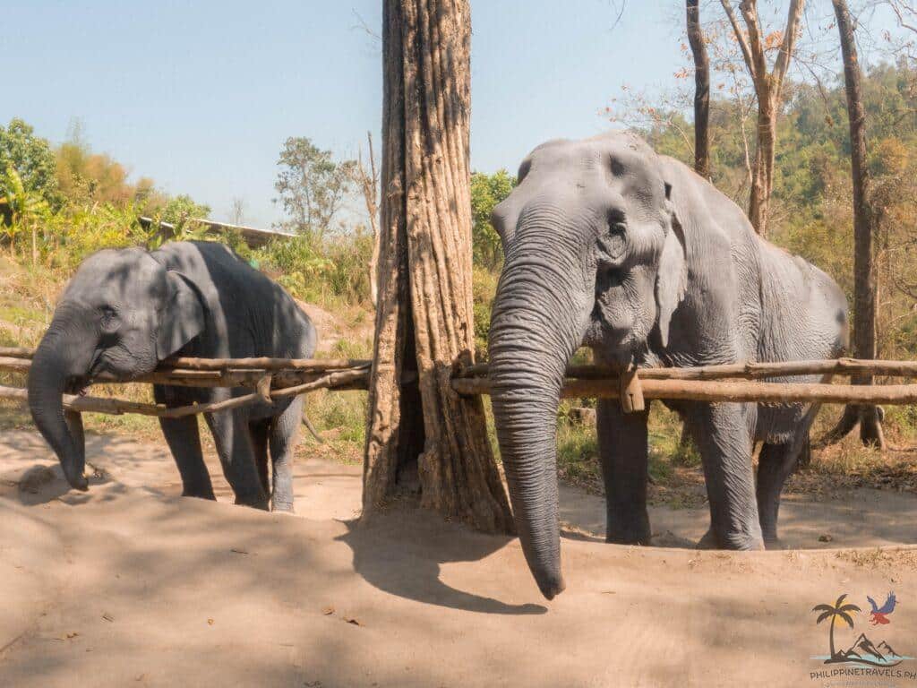 Elephants behind a fence