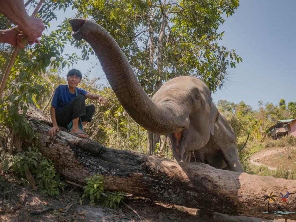 Feeding the elephants in chiang mai