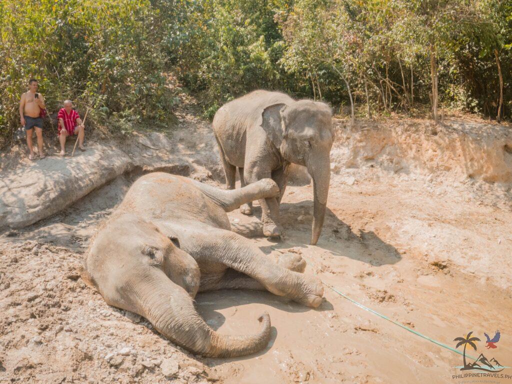 Elephants mud bathing