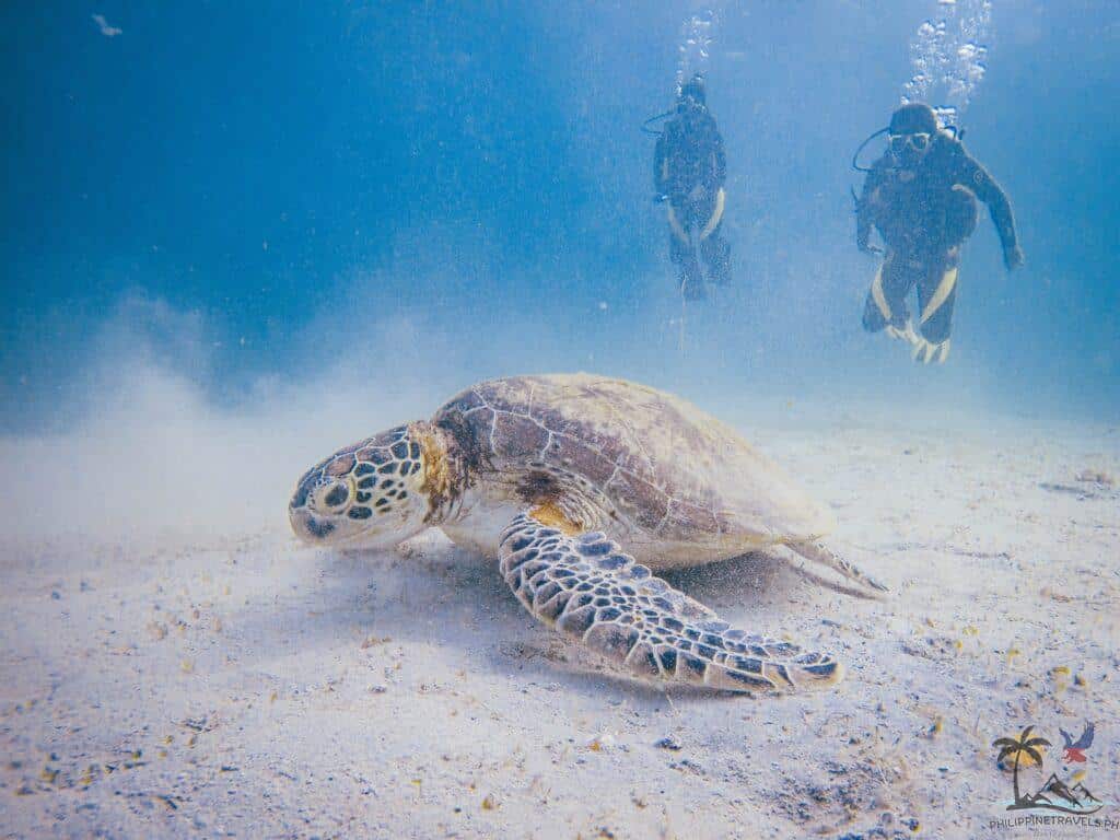 Sea turtle in Helicopter Island in El Nido