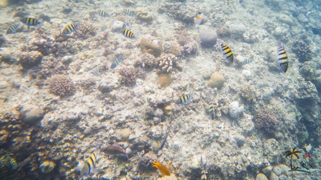 Fishes in Balicasag Reef