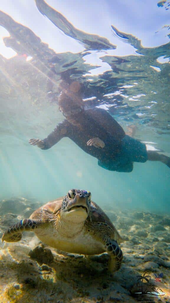 The turtles of Panagsama Beach