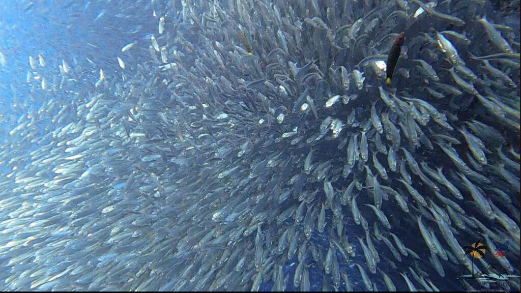 The sardines of Moalboal