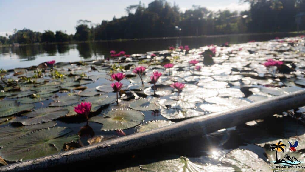 Lake Sebu lotus garden