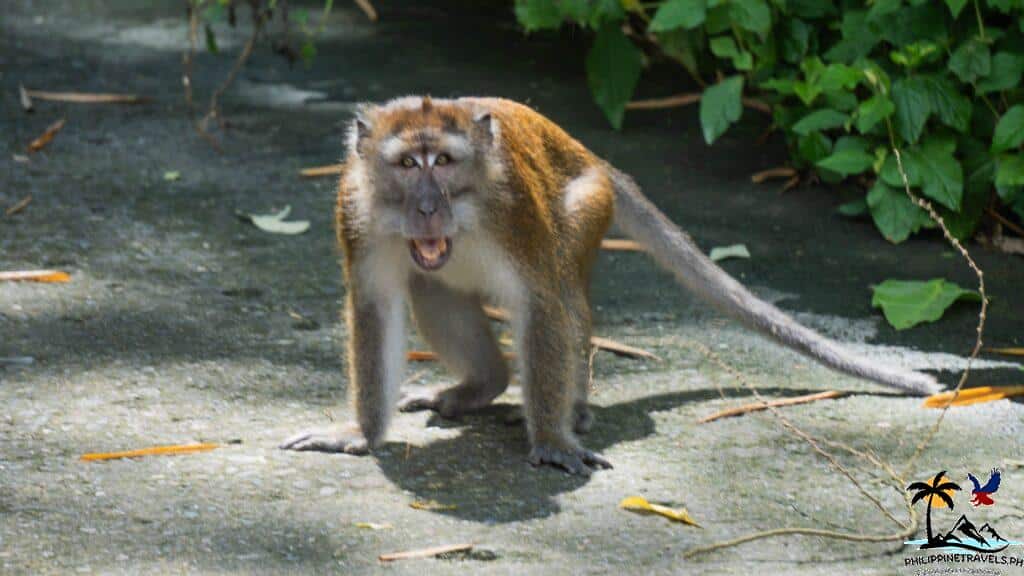 Monkey in Lake Sebu