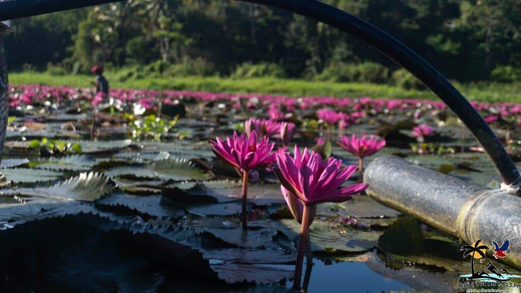 Lotus flower in Lake Sebu